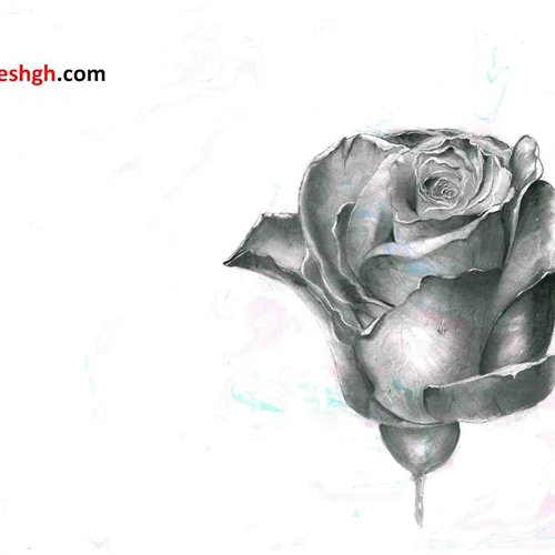 نقاشی گل رز بر روی کاغذ ابروباد نگاره - کد 1007