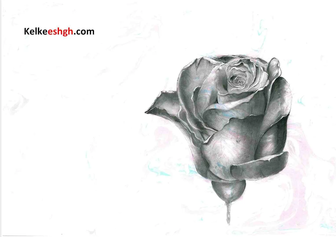 نقاشی گل رز بر روی کاغذ ابروباد نگاره - کد 1007